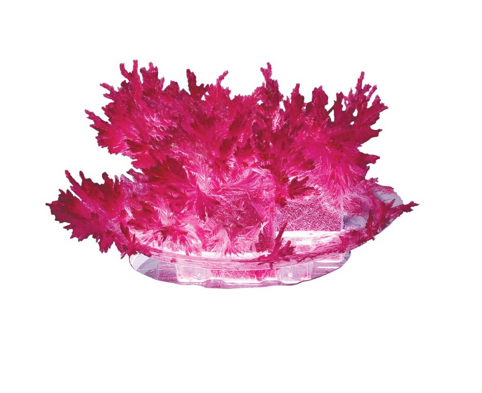 Игра научная 10+ Выращиваем кристаллы Малиновый Lori