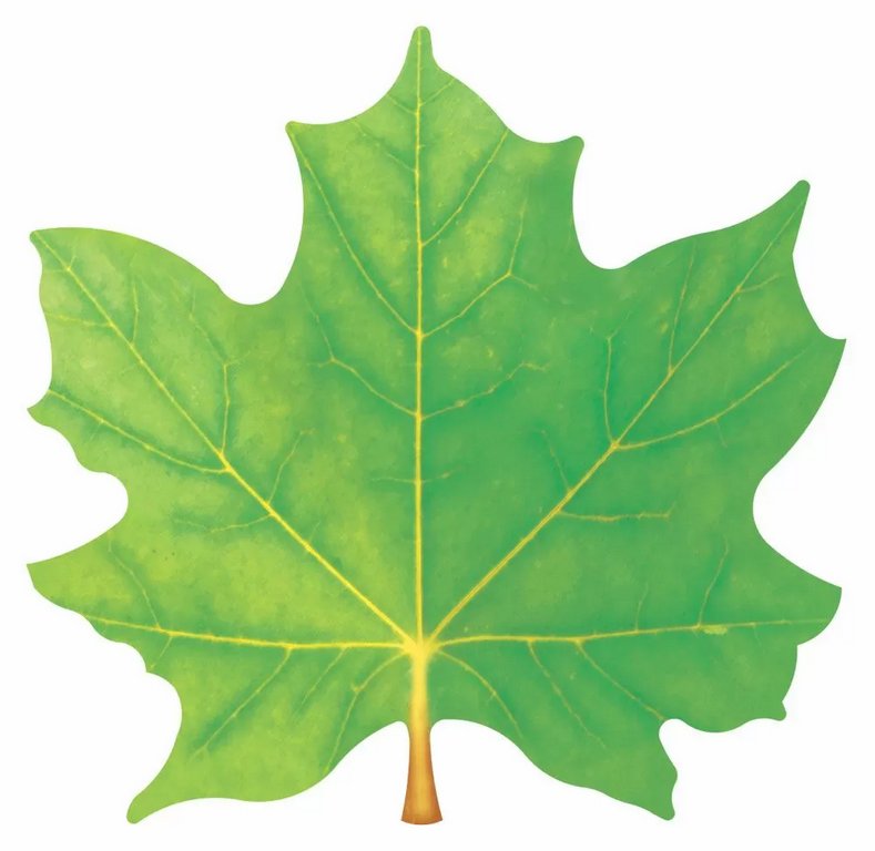 Наклейка оформительская на скотче осенняя  100*100мм "Кленовый лист" зеленый