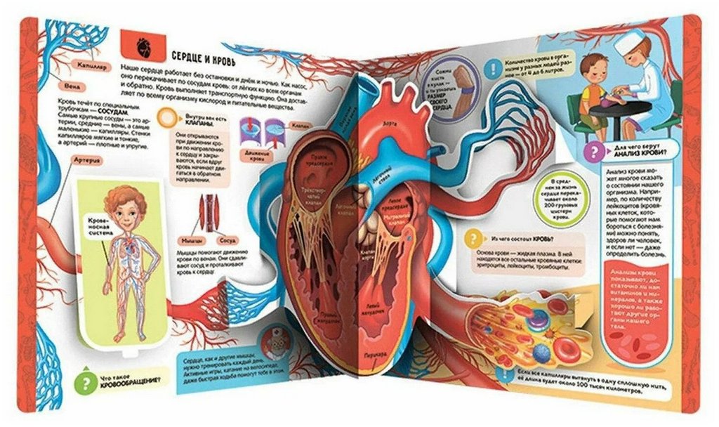 Энциклопедия 3+ "Анатомия" Malamalama