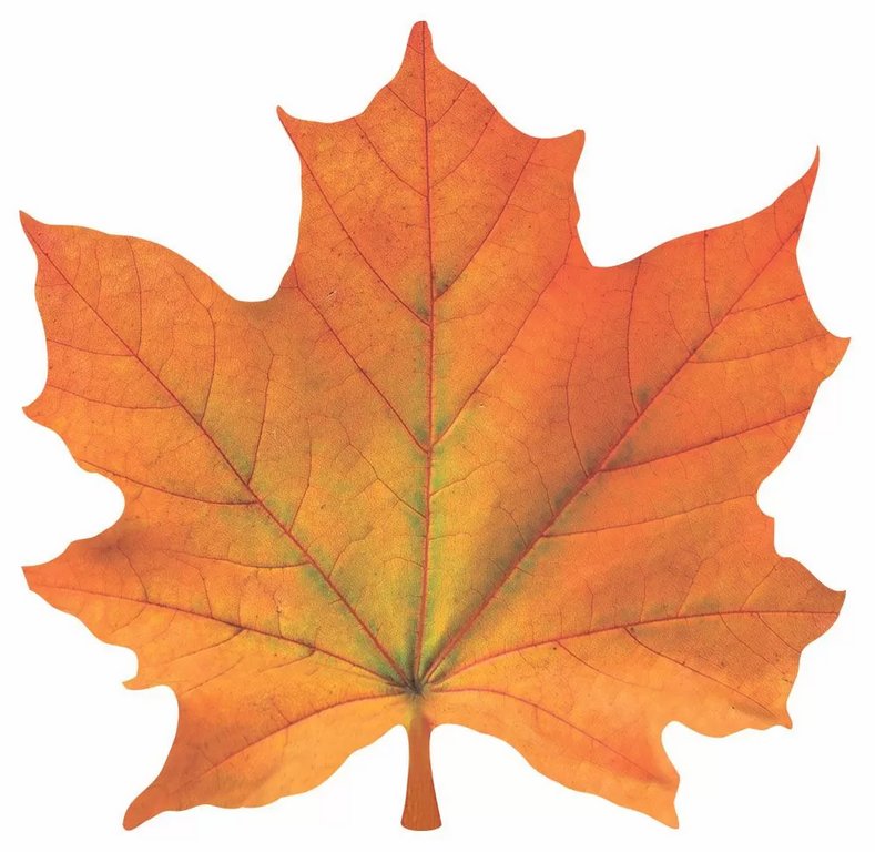 Наклейка оформительская на скотче осенняя  140*140мм "Кленовый лист" оранжевый