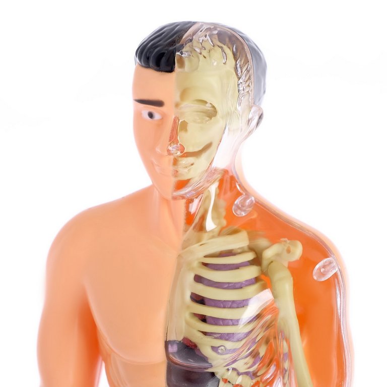 Игра научная .3+ "Строение тела" анатомия человека