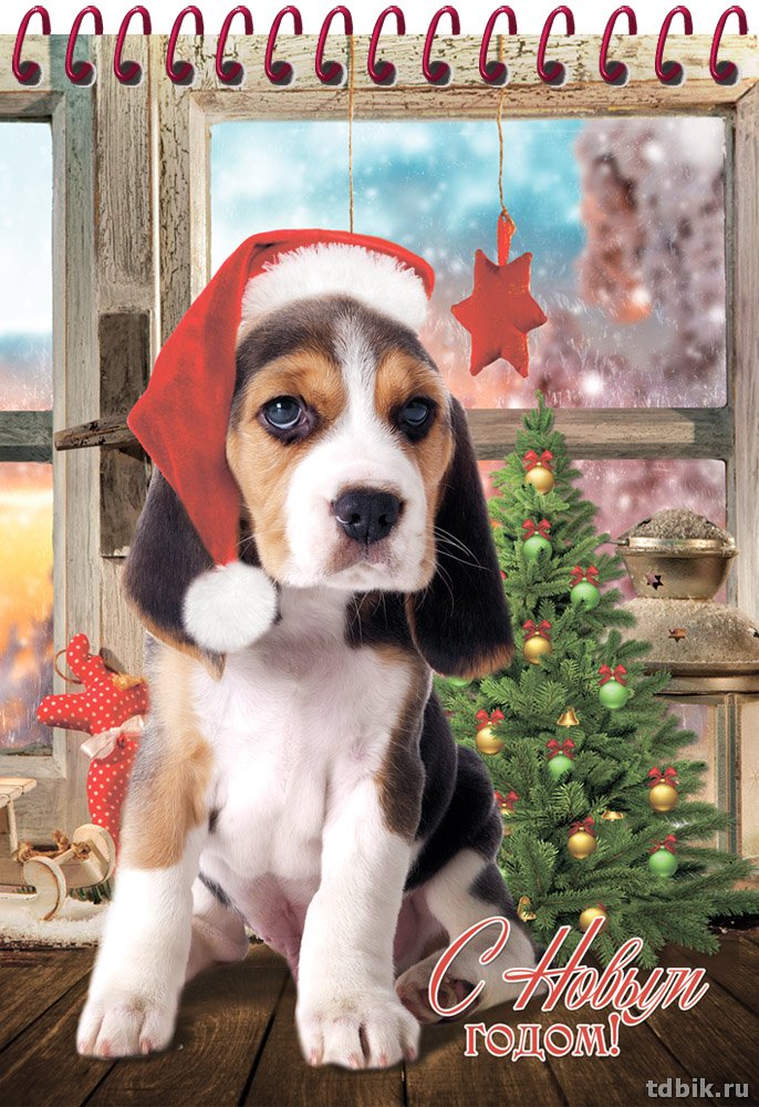 Блокнот А5  48л., 148*210 мм, на спирали "ЩЕНОК У ОКНА"