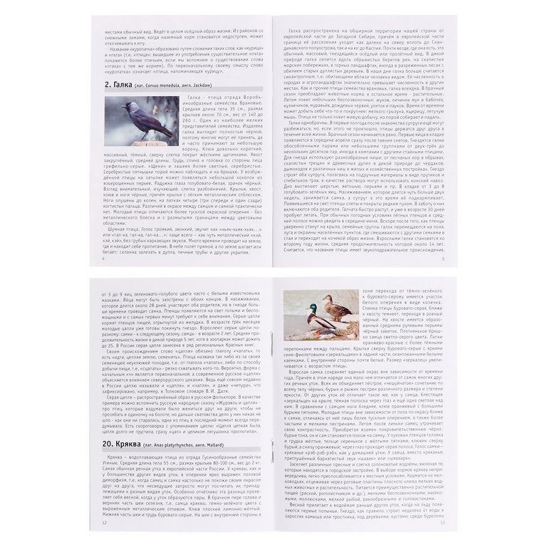 Игра настольная  Мемо "Птицы России" (5+) Нескучные игры