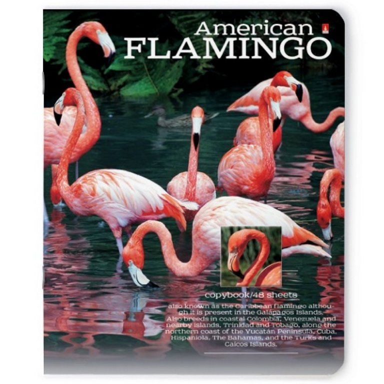 Тетрадь 48 лист кл. А5 на скрепке "РАЙСКИЕ ПТИЦЫ"