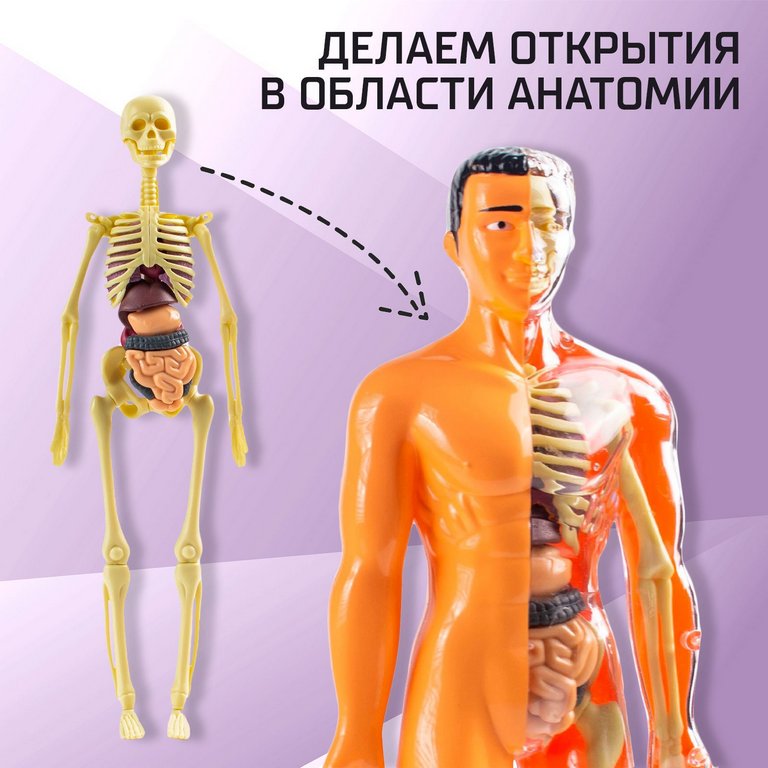 Игра научная .3+ "Строение тела" анатомия человека