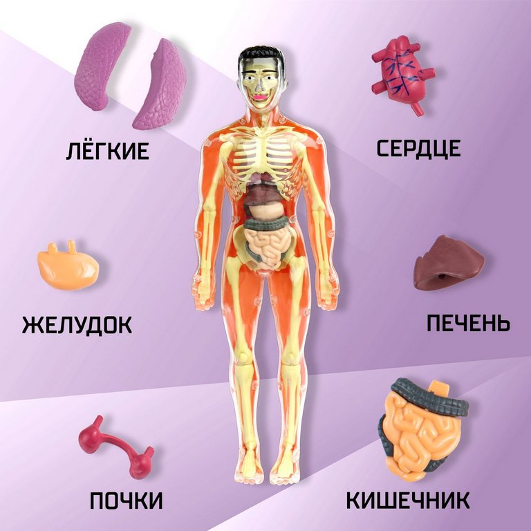 Игра научная .3+ "Строение тела" анатомия человека