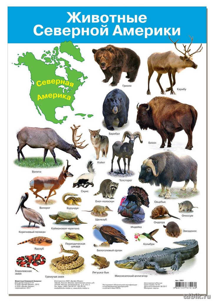 Плакат обучающий "Животные Северной Америки" А3