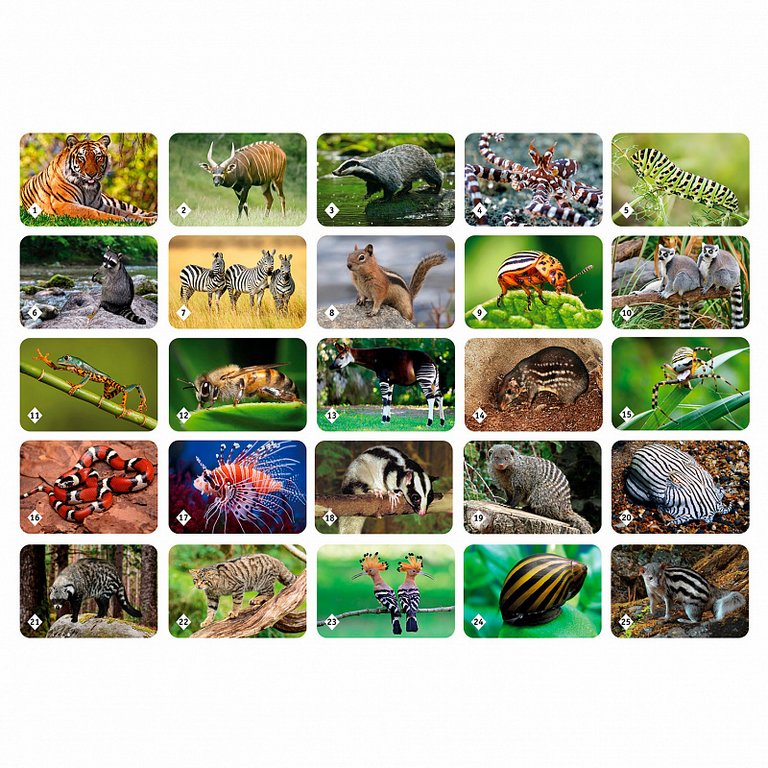 Игра настольная  Мемо "Полосатые животные" (5+) Нескучные игры