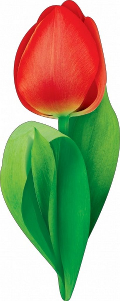 Наклейка оформительская на скотче весенняя 150*150мм "Тюльпан"