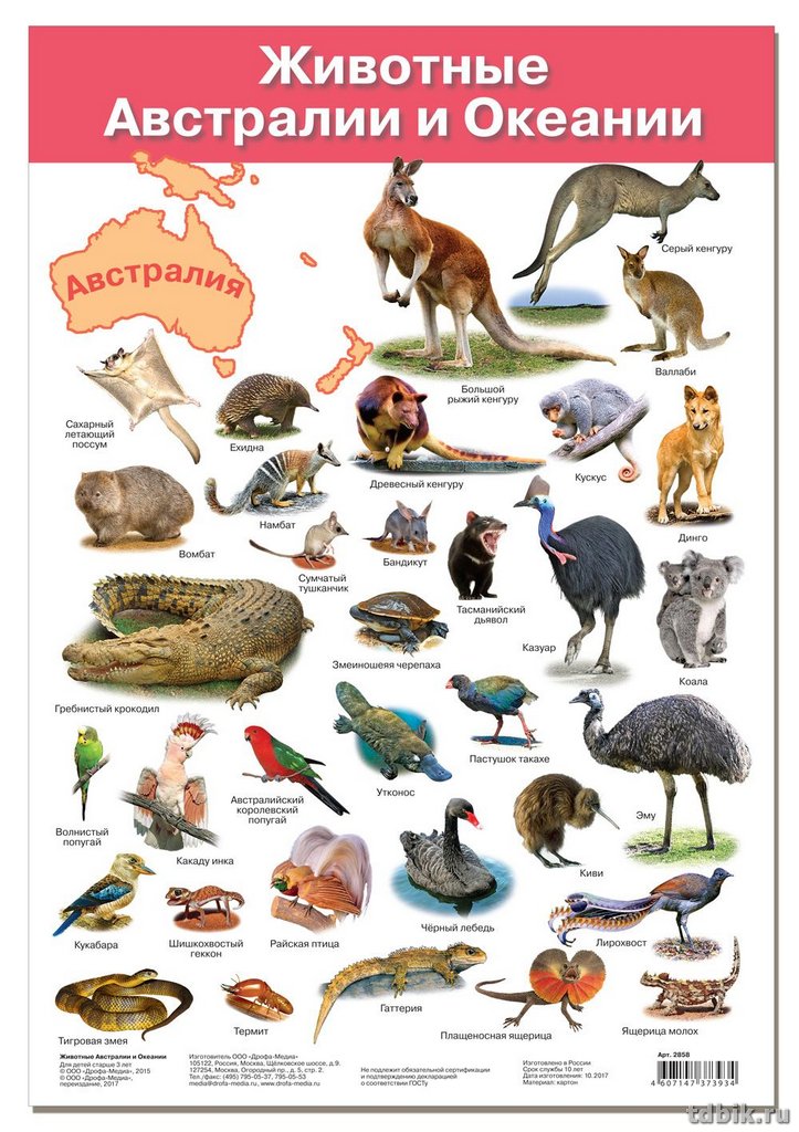 Плакат обучающий "Животные Австралии и Океании" А3