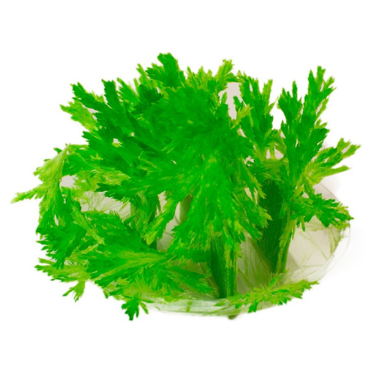 Игра научная 10+ Выращиваем кристаллы Зеленый Lori