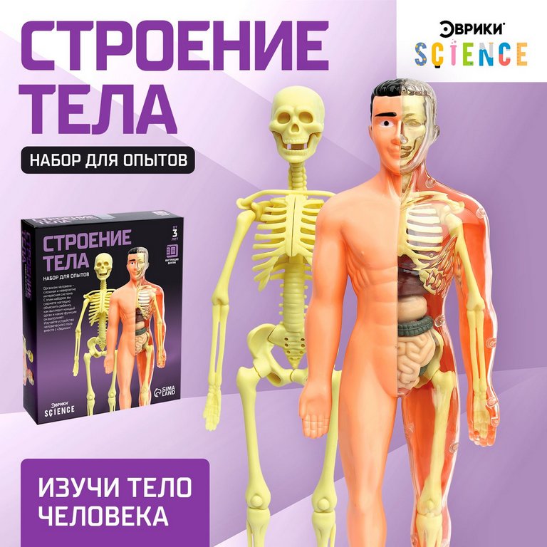 Игра научная .3+ "Строение тела" анатомия человека