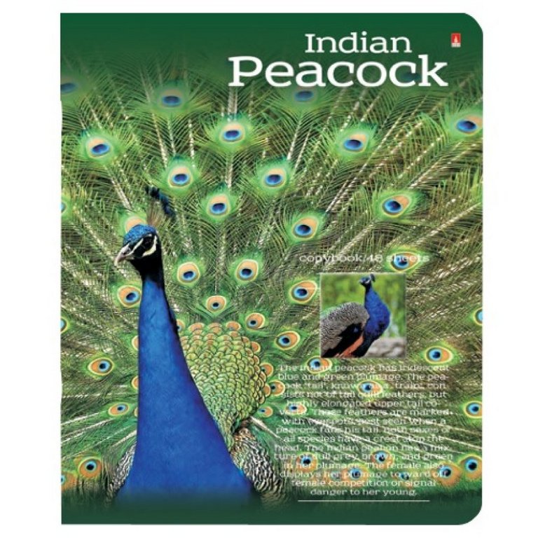 Тетрадь 48 лист кл. А5 на скрепке "РАЙСКИЕ ПТИЦЫ"