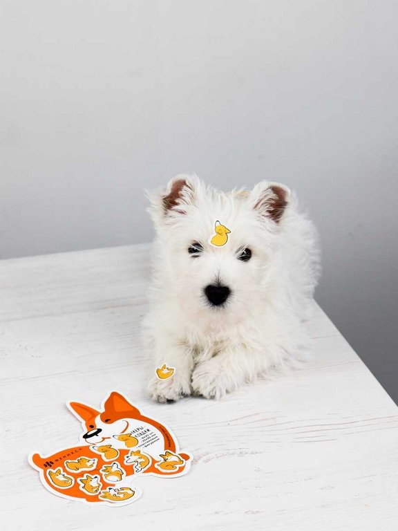 Закладки стикеры "Корги" 160 шт/уп пластик.