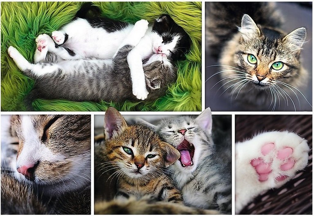 Пазлы 1500 дет. "Кошки-коллаж" Trefl