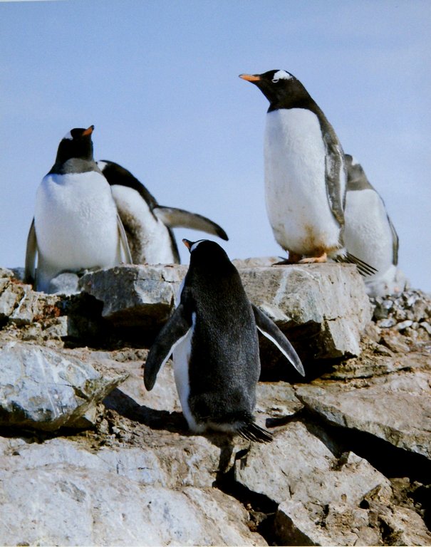 Постер на бумаге 24*30см "Антарктида. Субантрактические пингвины. Встреча"