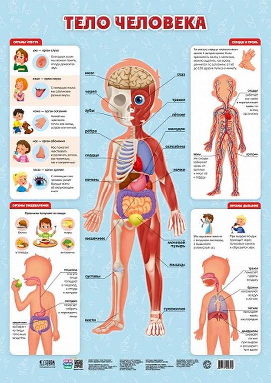 Плакат обучающий "Тело человека" А2 ГЕОДОМ