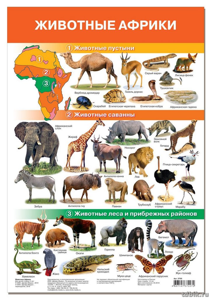 Плакат обучающий "Животные Африки" А3