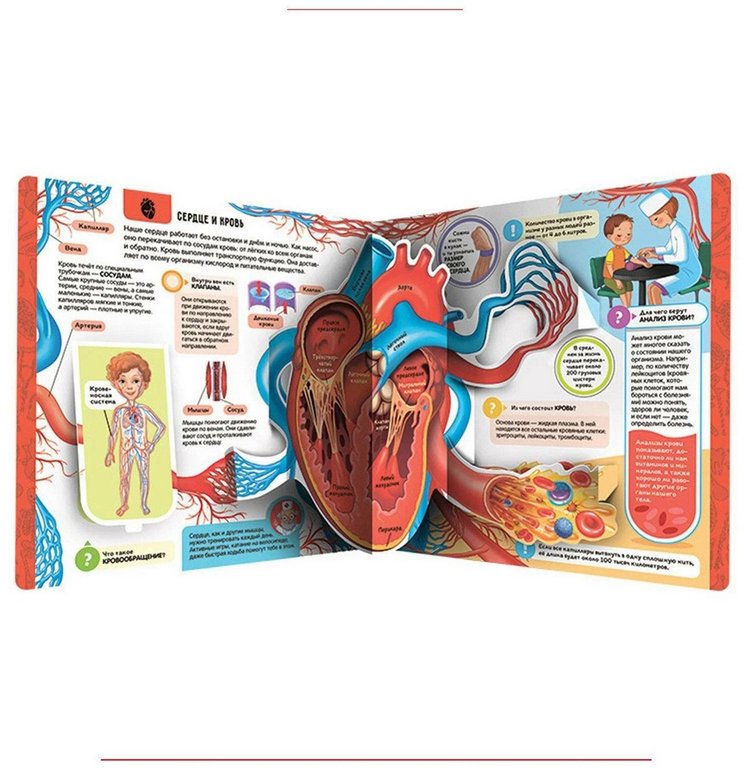 Энциклопедия 3+ "Анатомия" Malamalama