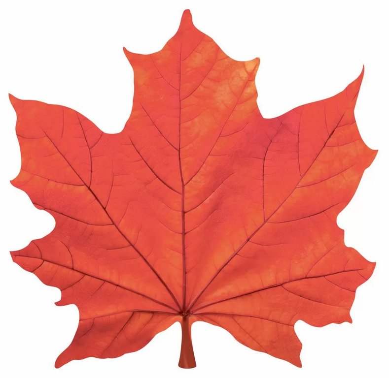 Наклейка оформительская на скотче осенняя 140*140мм "Кленовый лист" красный