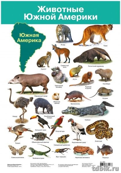 Плакат обучающий "Животные Южной Америки" А3