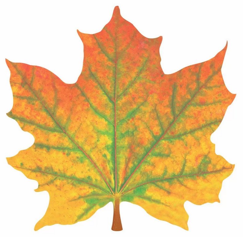 Наклейка оформительская на скотче осенняя 140*140мм "Кленовый лист" желто-зеленый