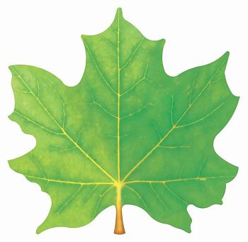 Наклейка оформительская на скотче осенняя  100*100мм "Кленовый лист" зеленый