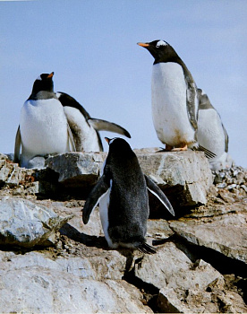 Постер на бумаге 24*30см "Антарктида. Субантрактические пингвины. Встреча"