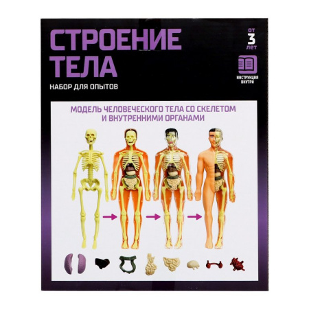Игра научная .3+ "Строение тела" анатомия человека