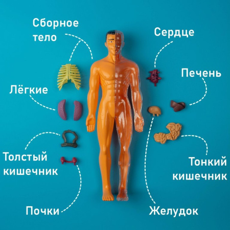 Игра научная .3+ "Строение тела" анатомия человека