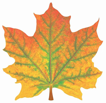 Наклейка оформительская на скотче осенняя 140*140мм "Кленовый лист" желто-зеленый